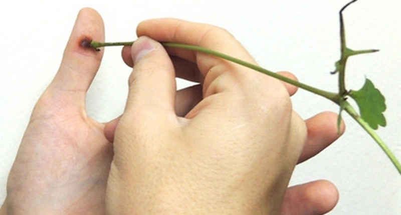 chistotel-ot-borodavok-4930222