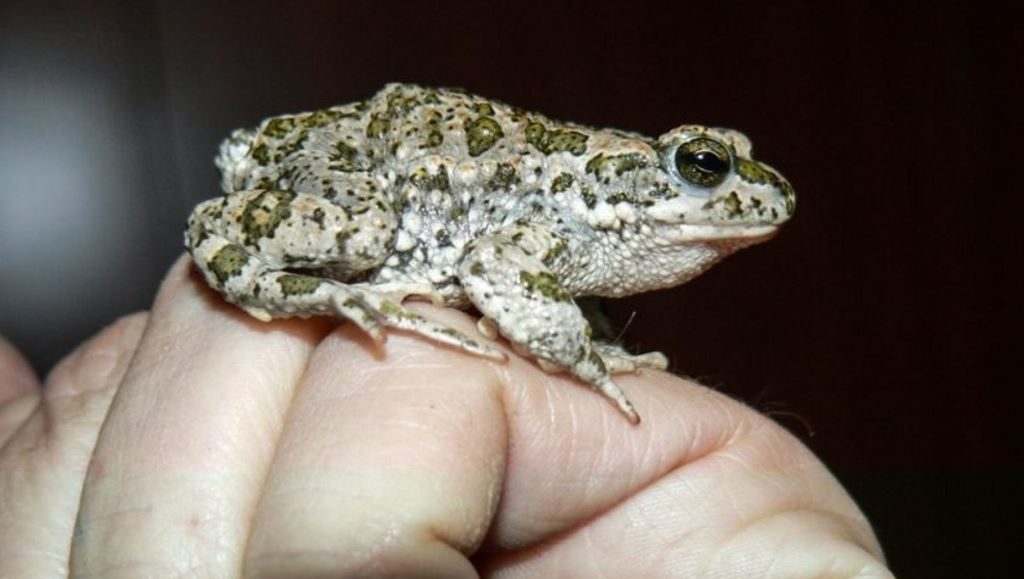 kak-mozhno-udalit-borodavku-5048046