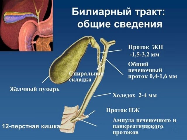 zhelchnyj-puzyr-simptomy-zabolevanija3-9119062