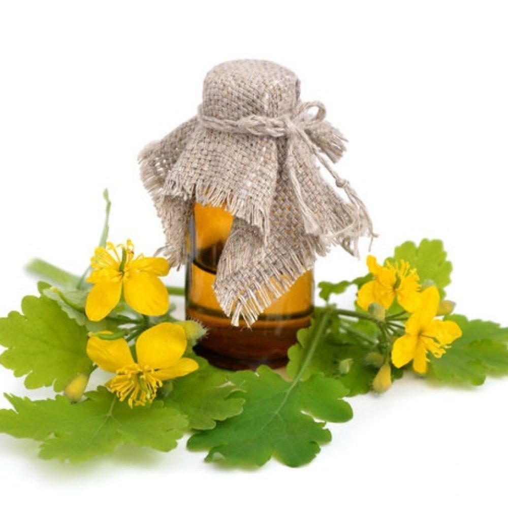 puzirek-i-stebli-s-cvetami-chistotela-3108691