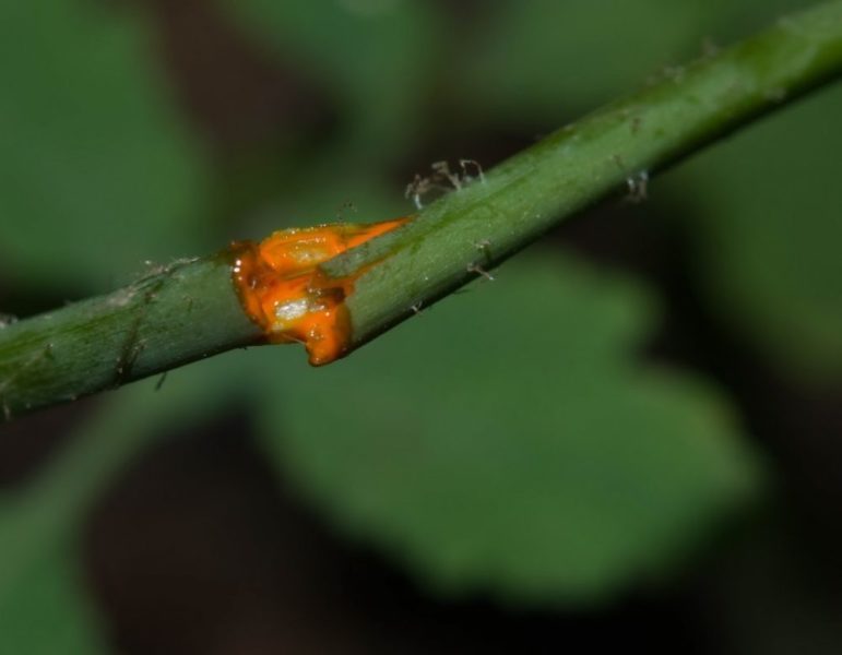 chelidonium-majus-2-771x600-1151793